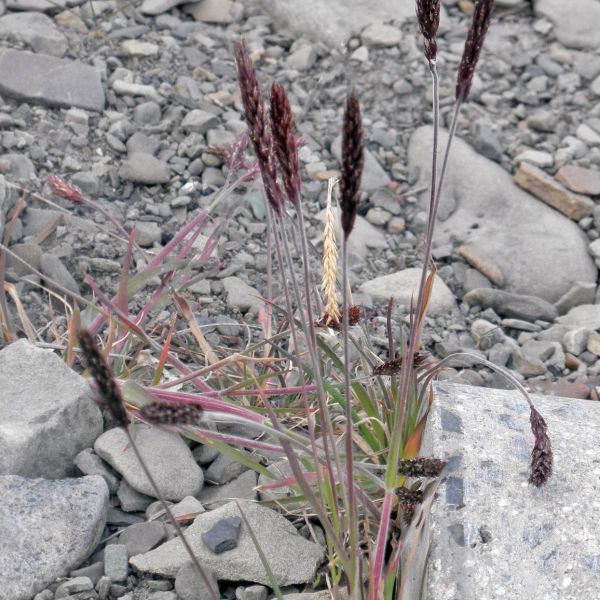 Trisetum spicatum Svalbard Longyearbyen 2014 4 A.Elven a